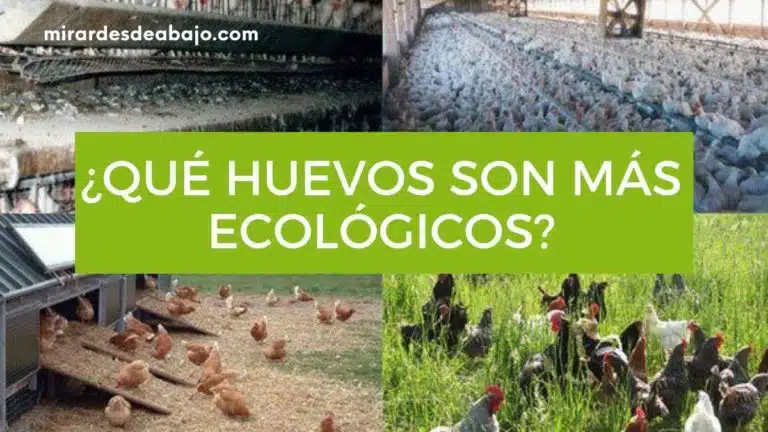 Imagen ¿Qué huevos son más ecológicos?