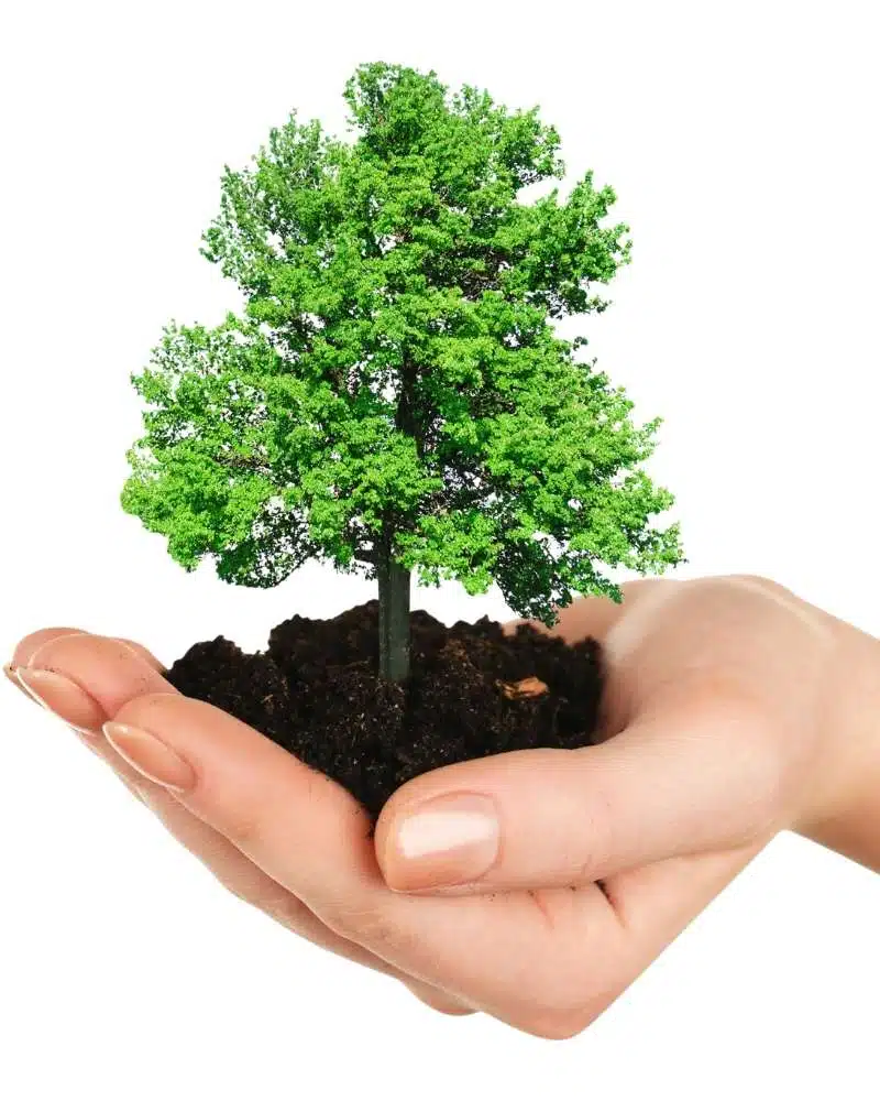 imagen mano y árbol mirardesdeabajo.com