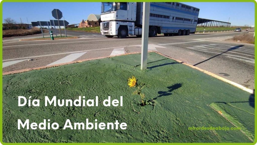 Imagen girasol en carretera por el Día Mundial del Medio Ambiente