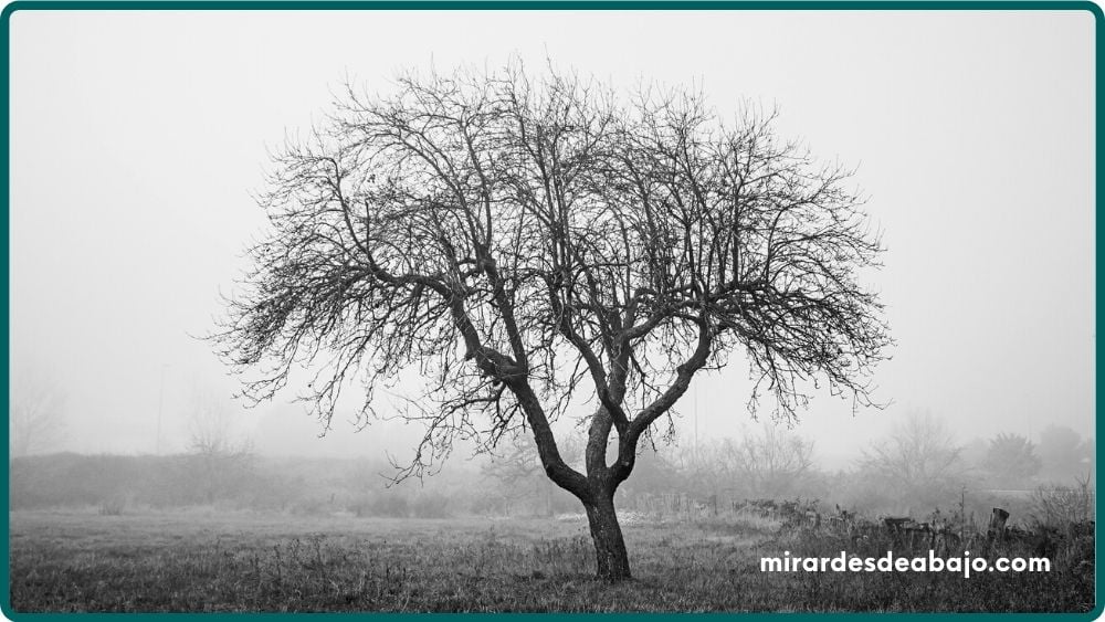 Foto en blanco y negro de un árbol solitario y seco