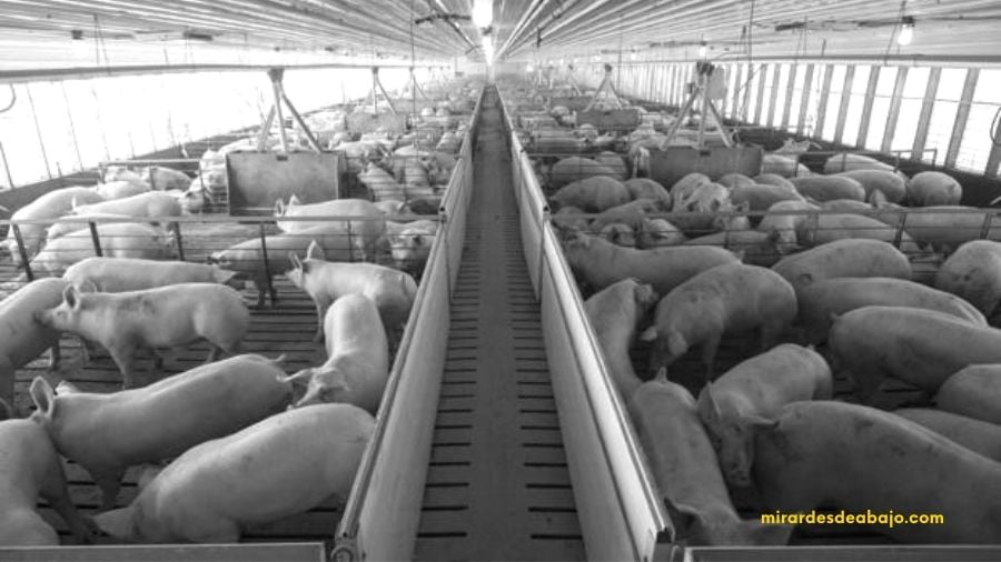 Foto en blanco y negro de una macrogranja de cerdos en España.