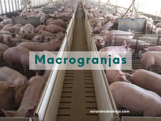 Imagen de una macrogranja de cerdos y texto: macrogranjas
