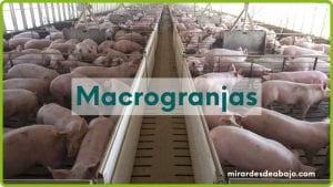 Imagen destacada con cerdos en una macrogranja y el texto:"macrogranjas!