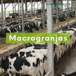 Imagen box con una Foto de una macro granja de vacas