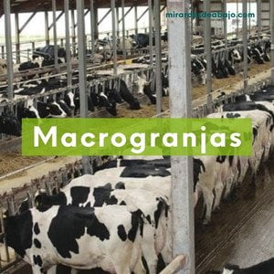 Imagen box con una Foto de una macro granja de vacas. En el blog ecológico y social: Mirar Desde Abajo