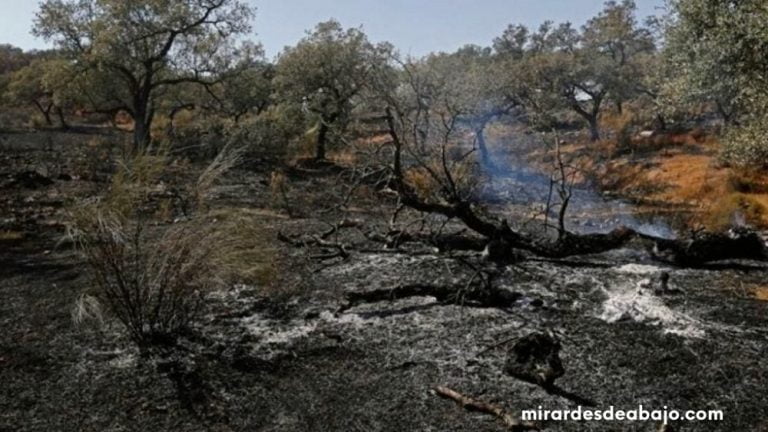 Foto de los restos de un incendio forestal en España.