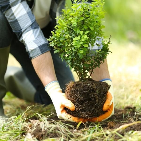 Foto de las manos de un hombre sembrando en el suelo una pequeña planta.