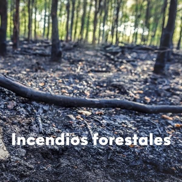 Foto de un bosque ya quemado y texto sobreimpreso que pone: incendios forestales.