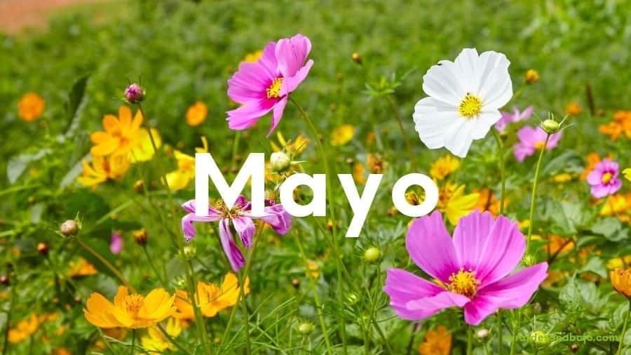 mayo Cambio climático 2022: Noticias e información relevante
