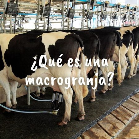 Foto de una granja de ganadería intensiva de vacuno con la pregunta sobre escrita en color blanco: ¿Qué es una macrogranja?