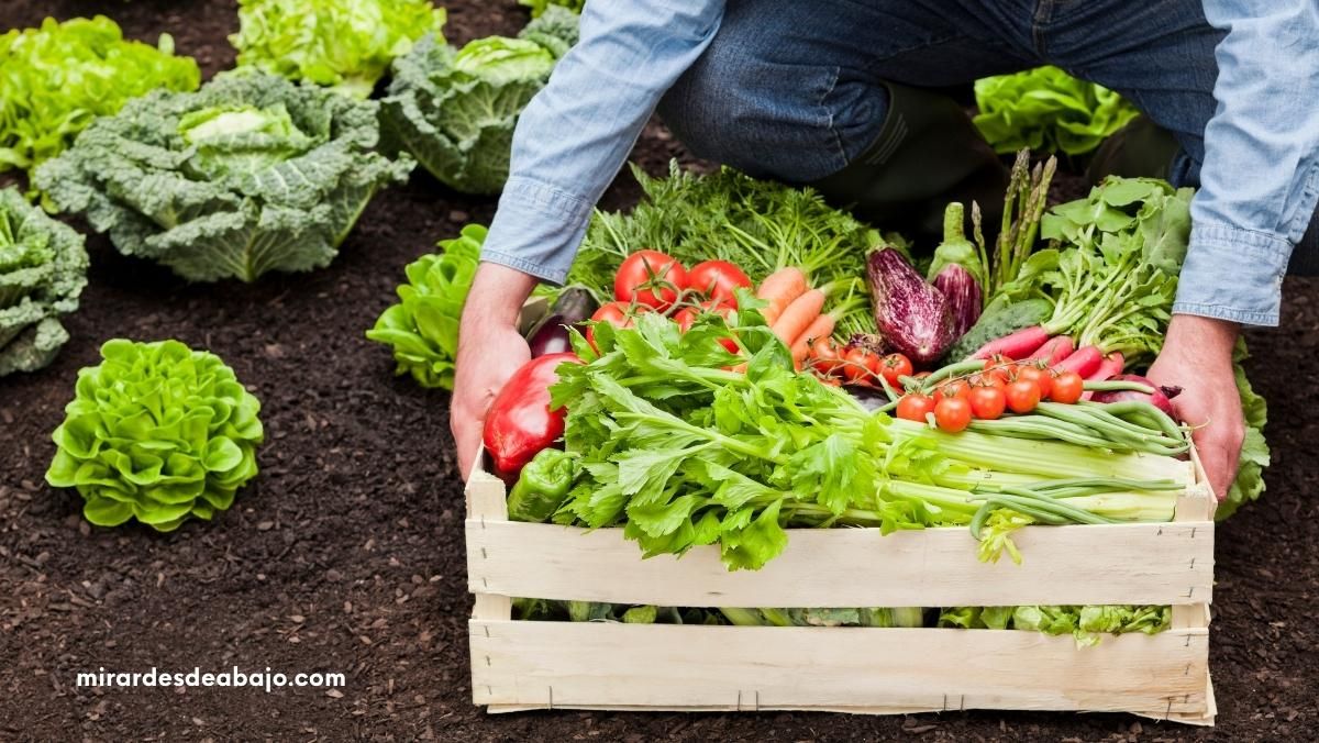 cajon verduras Soberanía alimentaria: ¿Qué es y por qué es importante?