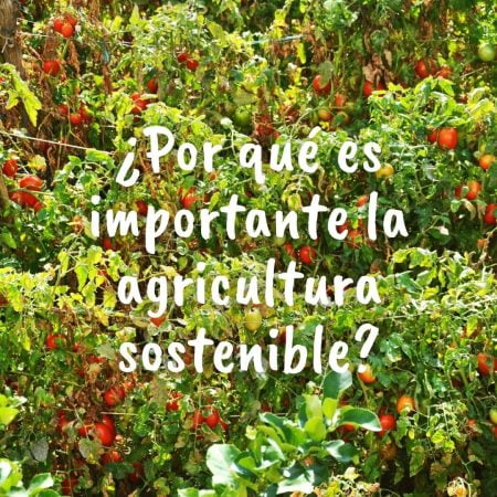 Foto al fondo de un cultivo de frutos rojos con la pregunta sobre impresa con letras de color blanco: ¿Por qué es importante la agricultura sostenible?