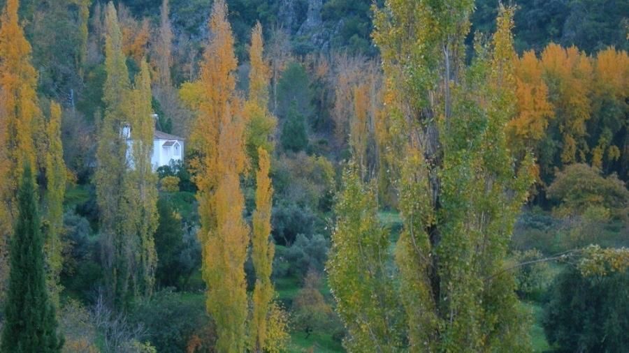 Cambio climático 2023: Noticias e información relevante Mira aquí INFORMACIÓN sobre las noticias, o informes científicos, más relevantes que vayan surgiendo sobre los cambios del clima este año 2023. Foto de una zona de bosque en Benamahoma. Andalucía (España).