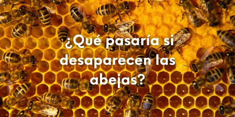 Foto de panal de abejas con esta pregunta sobre impresa en letras de color blanco: ¿Qué pasaría si desaparecen las abejas? En referencia a ¿Qué pasaría si desaparecen las abejas? Impacto ecológico