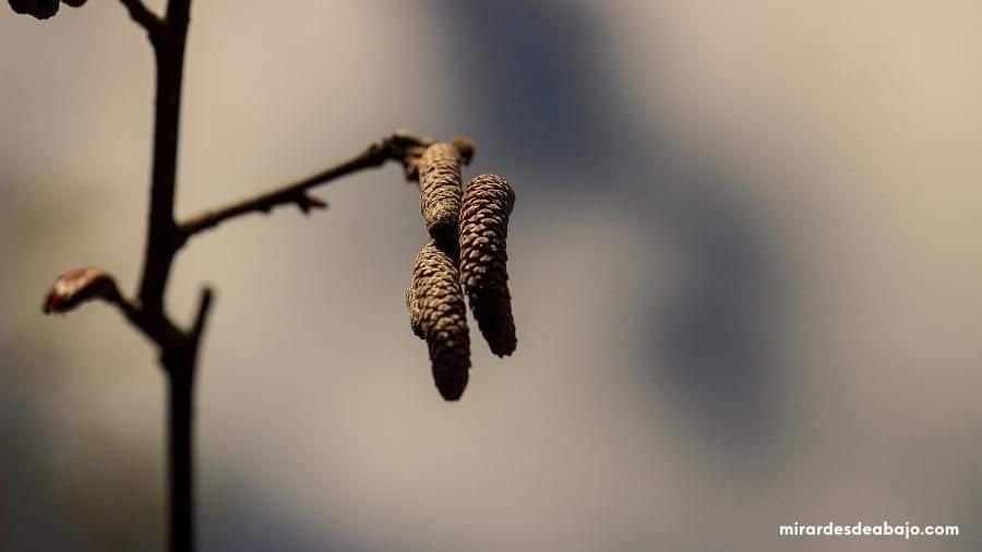 Foto detalle de la rama de un árbol con sus semillas maduras y quemadas.