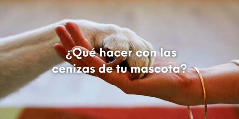 Foto de una mano sujetando la pata de un perro y con la pregunta sobre impresa en letras de color blanco: ¿Qué hacer con las cenizas de tu mascota?